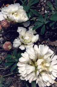 Silene uniflora 'Flore Pleno'
